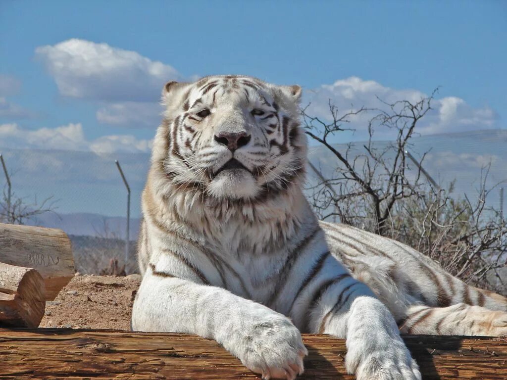 Какой тигр белый. Амурский тигр альбинос. Амурский тигр белый. Уссурийский тигр белый. Амурский тигр белый Тигрёнок.
