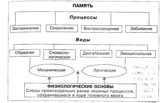 Познавательные психические процессы схема. Структурно-логическая схема память в психологии. Процессы памяти в психологии схема. Схема познавательных процессов памяти.