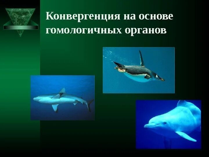 Конвергенция примеры животных. Конвергенция аналогичные органы. конвергенция у животных. конвергенция это в биологии. конвергенция рыб.