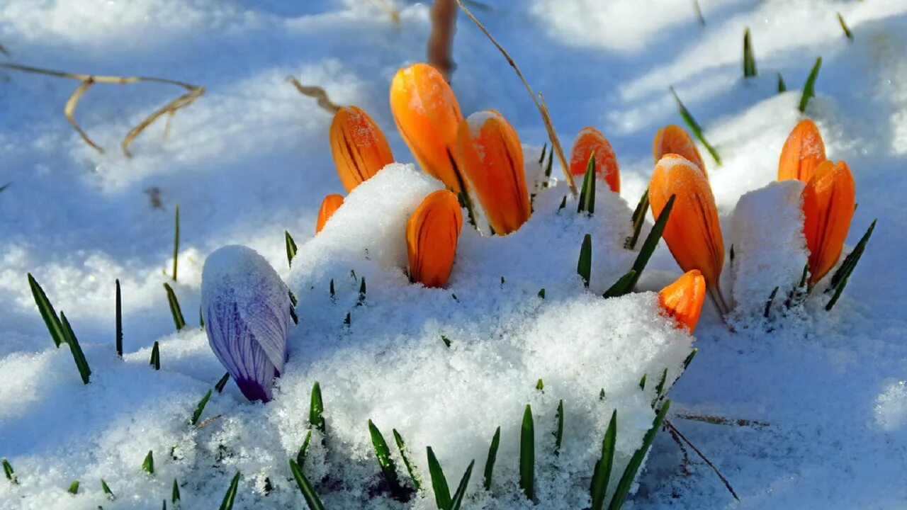 Урок зима недаром злится. Весна пора. Дары весны. Цветы из под снега картины. Синичка и крокусы снег.