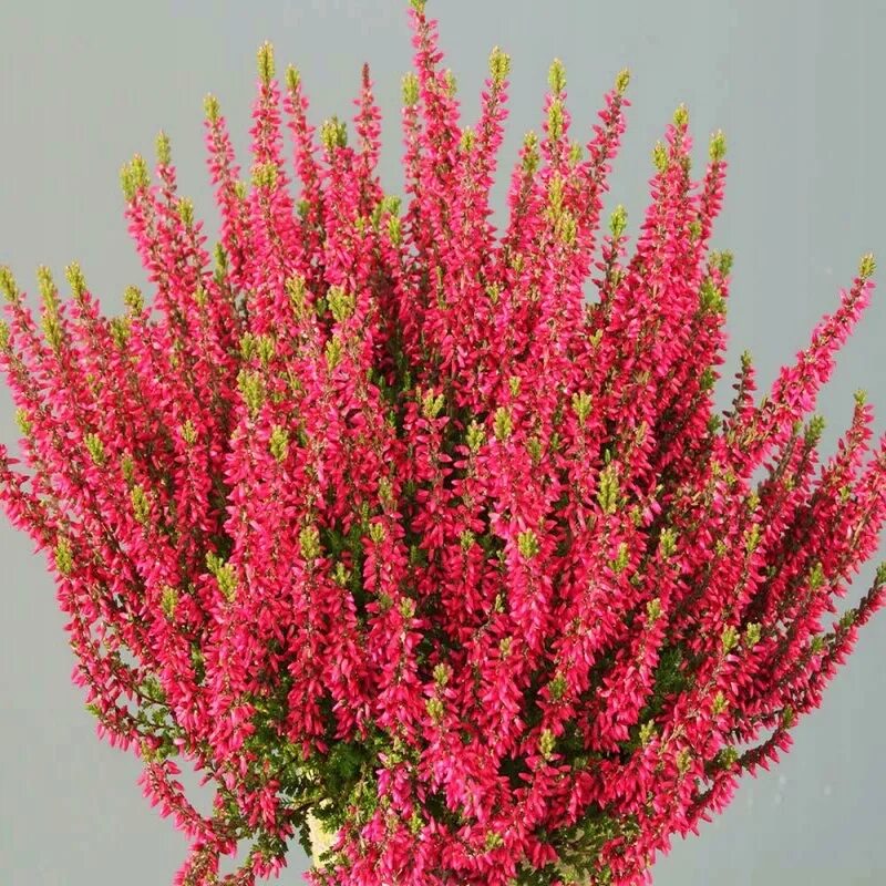 Вереск ред промо. Вереск обыкновенный (calluna vulgaris). Вереск calluna red favorite. Вереск calluna vulgaris. Вереск ред промо.
