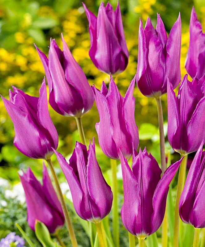 Тюльпан триумф пурпл леди. Тюльпан дабл негрита. Фиолетовые тюльпаны сорта. Тюльпан перпл принс. Тюльпаны сиреневые дип перпл.