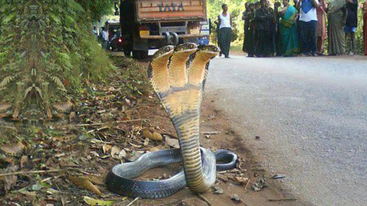 Как выглядят змеи в реальной жизни दुनिया के 10 सबसे खतरनाक सांप// 10 Dangerous snake in the world episode/02 You