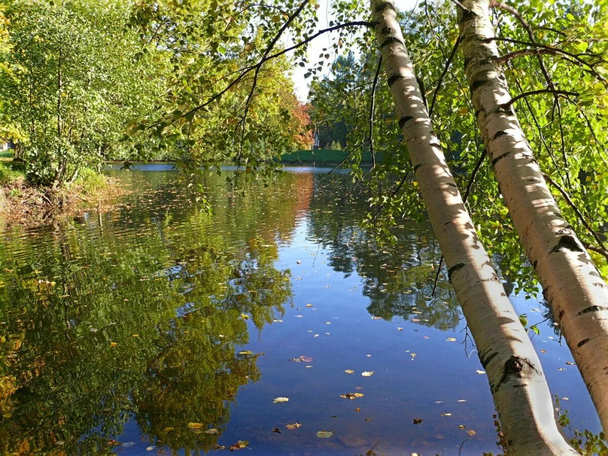 Речка березка. Речная береза. Плакучая береза. Озеро березовое карелия. Береза плакучая плес.