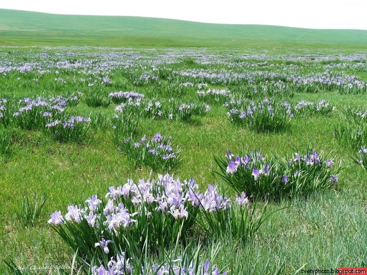 Весенний ростовская область. Лазорики заповедник ростовский. Маныч-гудило тюльпаны. Весенний ростовская область. Весенний ростовская область.