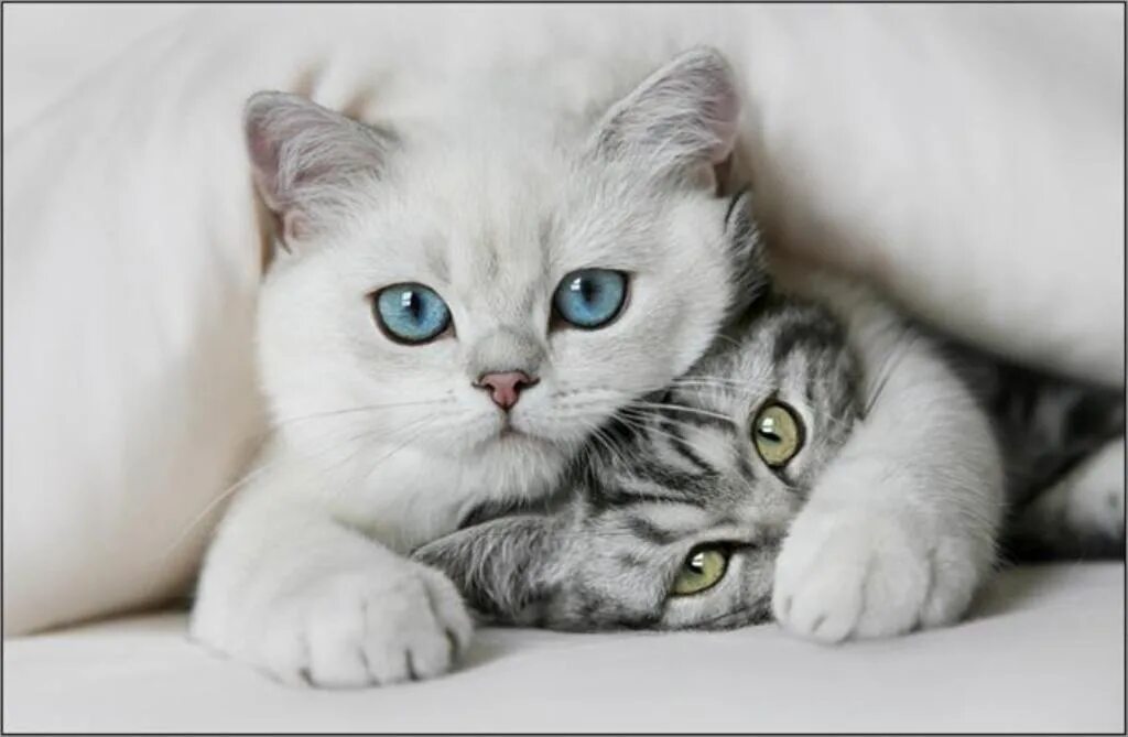 Кисуа. Милые кошки. Красивые котята. Красивые котики. Милый котик.