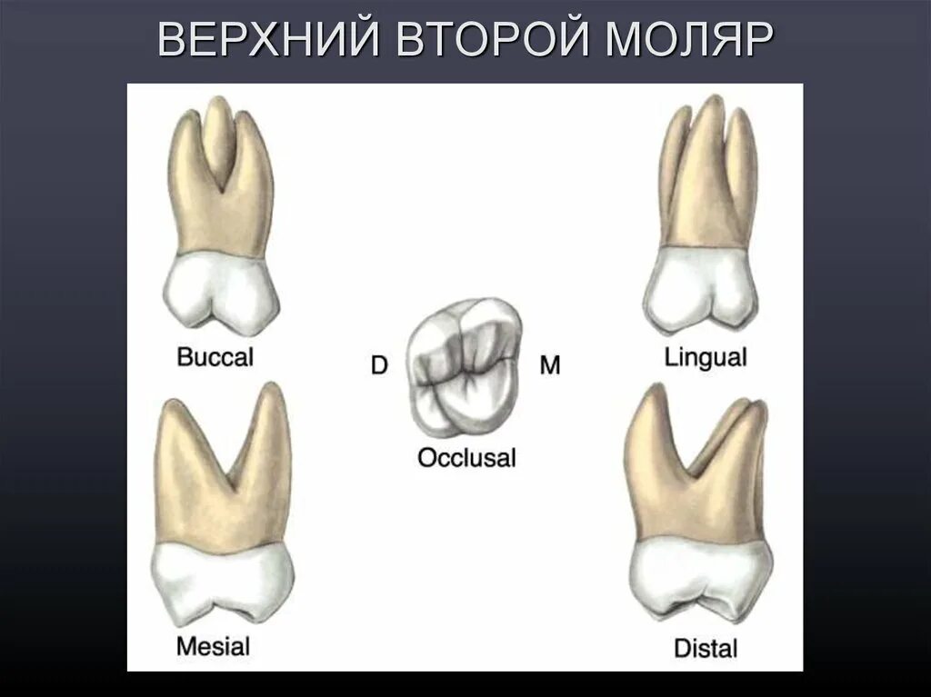 Первый моляр верхней челюсти. Второй верхний моляр анатомия. Второй моляр верхней челюсти анатомия. Зуб второй моляр верхней челюсти. Коронка 2 верхнего моляра.