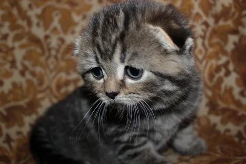 Котята муром