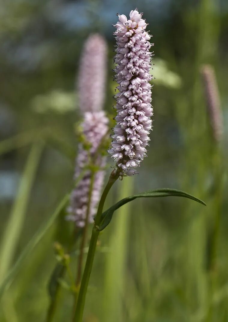 Змеевик большой. Змеевик Горец змеиный. Bistorta officinalis. Горец змеиный трава. Горец змеиный 'Borculo'.