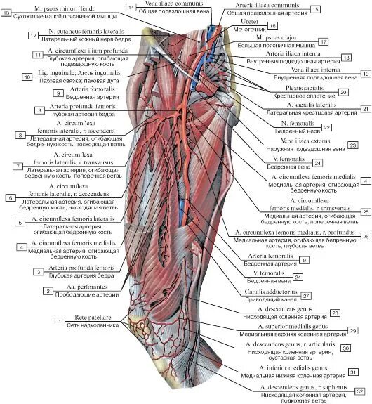Артерии нижней конечности топографическая анатомия. Анатомия передней поверхности бедра сосуды. Задняя поверхность бедра топографическая анатомия. Вены нижней конечности топографическая анатомия. Артерии нижней конечности бедренная