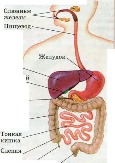 Таблица строение пищеварительной системы слюнные. Графологическая структура пищеварительной системы. Закономерности строения пищеварительной системы анатомия. Пищевод желудок железы желудка