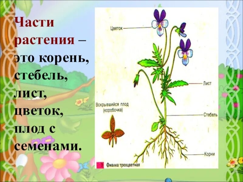 Части растения. Строение растения. Окружающий мир части растений. Цветок со стеблем и корнем.