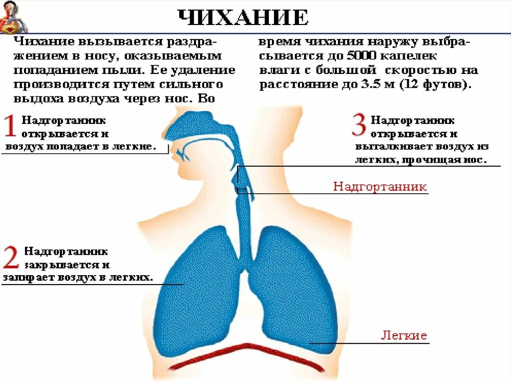 Что делать если выходит воздух. Причины чихания кашля. Механизм чихания. Механизм чихания и кашля.