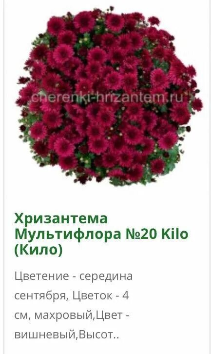 Хризантема кило мультифлора. Хризантема мультифлора кило. хризантема мультифлора kilo. хризантема мультифлора кило бордо. хризантемы шаровидные кило.