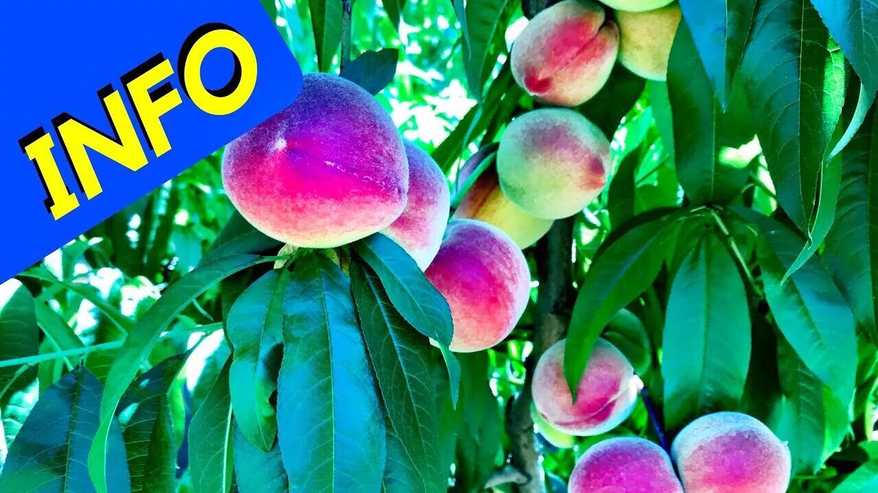Mrs peach. Mrs peach