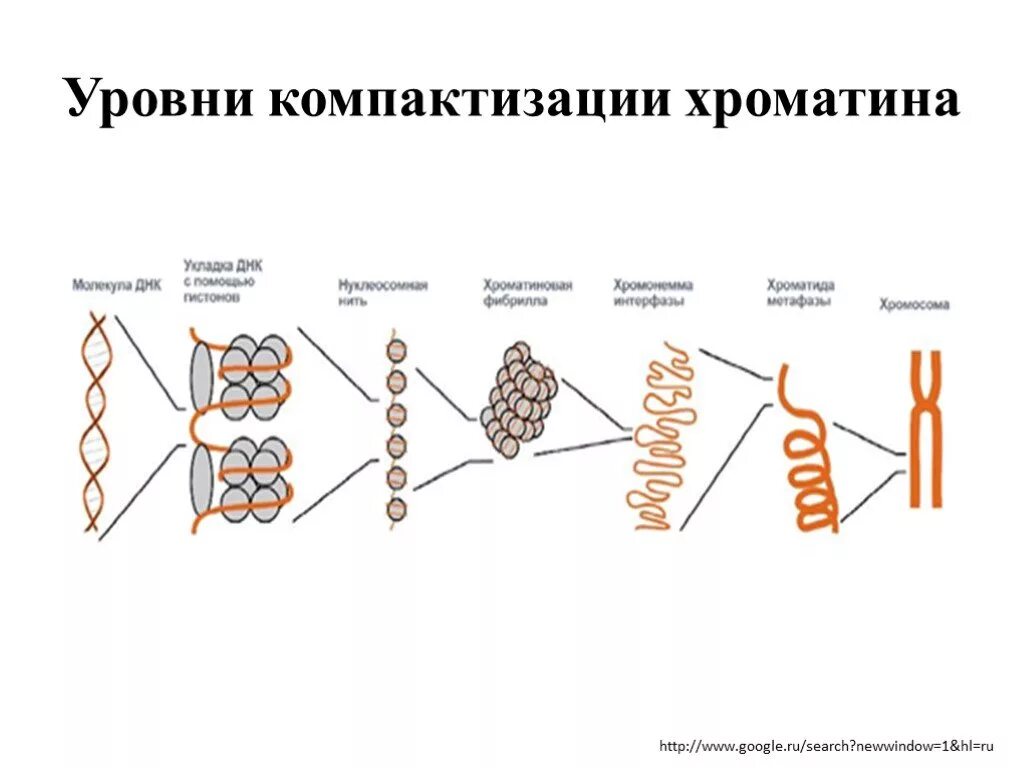 Уровни компактизации ДНК эукариот. Уровни организации интерфазного хроматина. Уровни компактизации хроматина в ядре. Уровни компактизации хроматина кратко.