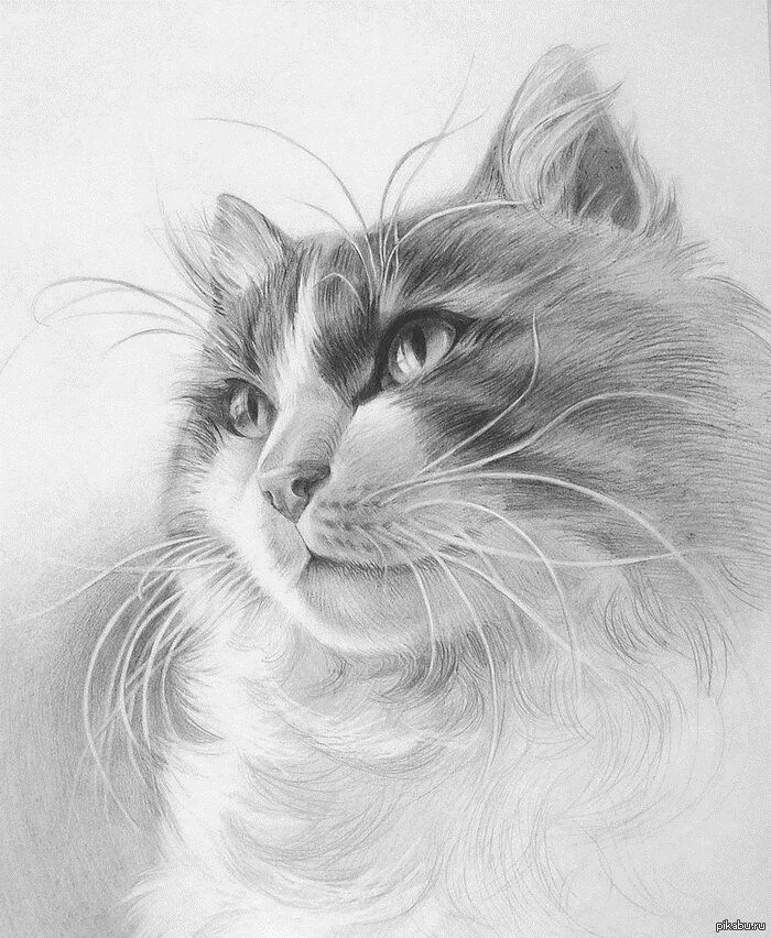 Картины карандашом. Кошка карандашом. Кошка рисунок карандашом. Котик карандашом.