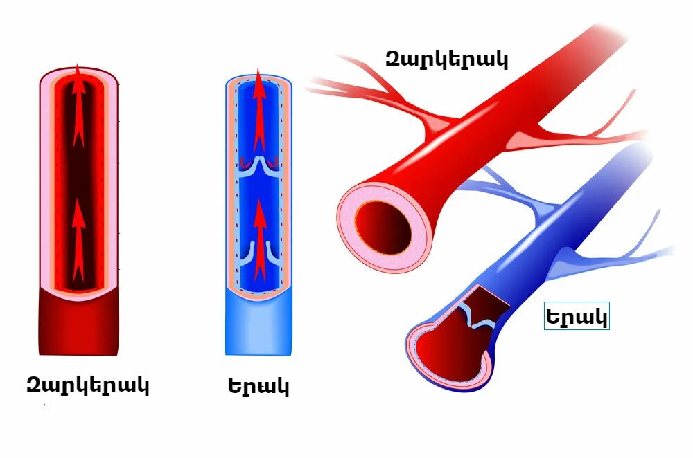 Направление движения крови вен. Кровеносный сосуд мультяшный. Кровеносный сосуд в разрезе.