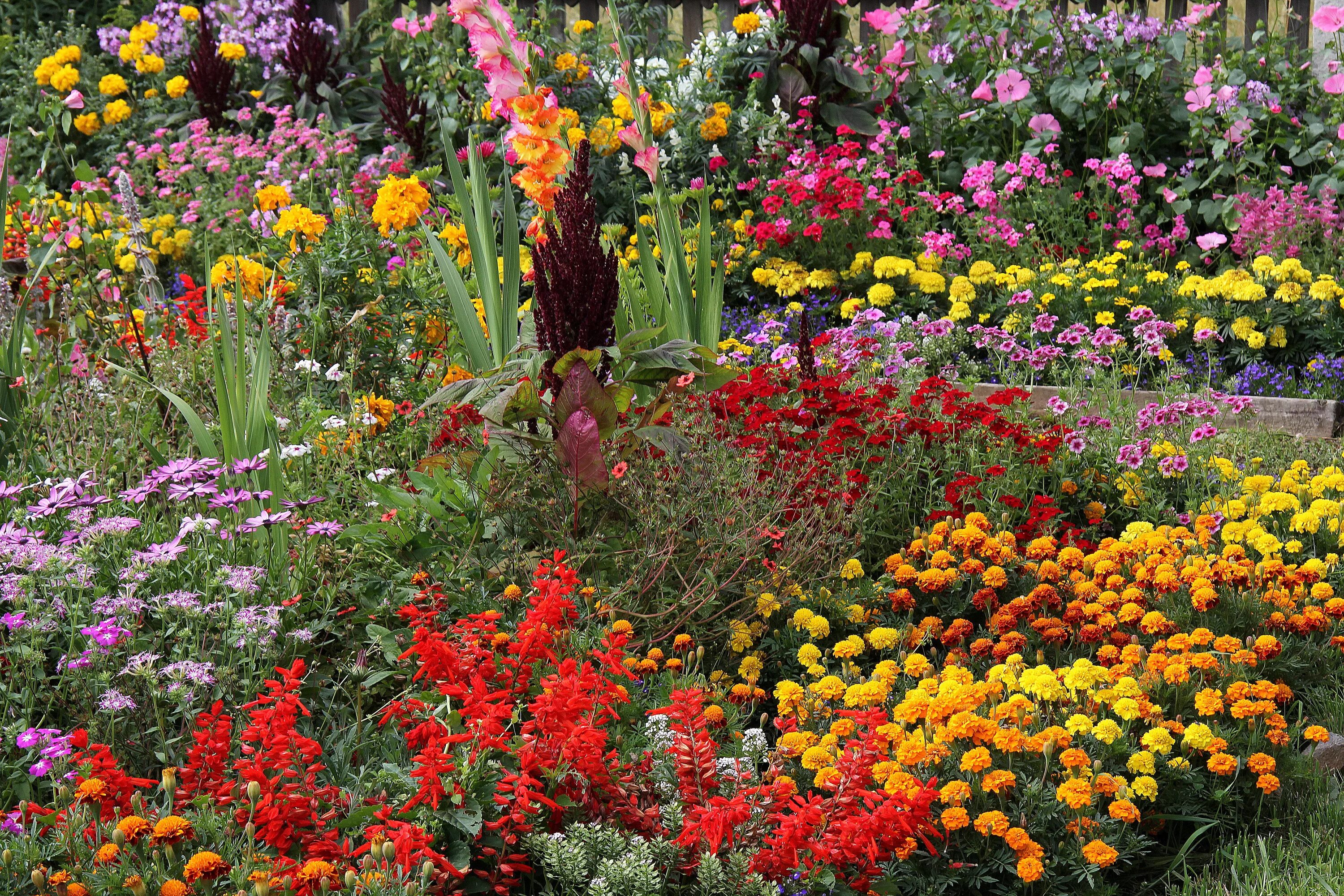 Garden flowers перевод. Бархатцы в миксбордере. Космея в миксбордере. Бархатцы рудбекия Вербена. Космея бархатцы космея клумба.