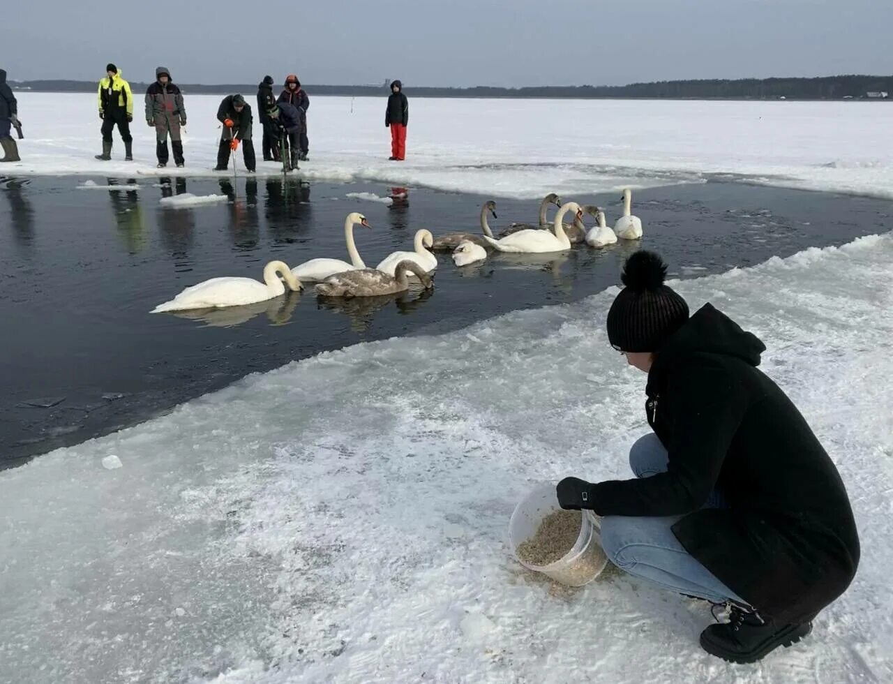 Можно кормить лебедей хлебом