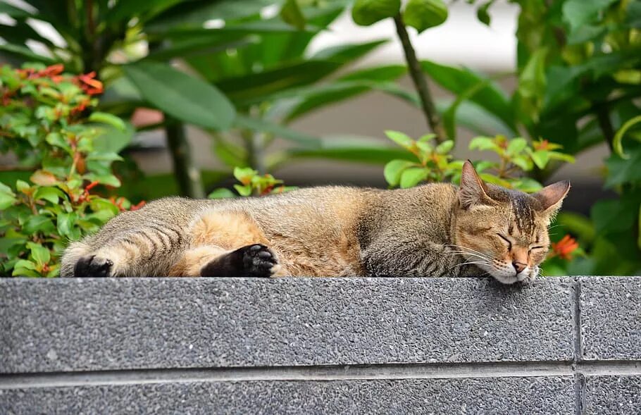 Кошка отдыхает. Расслабленная кошка. Кот расслабляется. Кот на отдыхе. Расслабленный кот