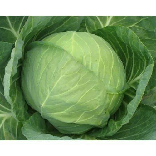 Капуста миррор ф 1. Ранняя капуста миррор. Миррор фото капуста. Ранняя капуста миррор. Капуста белокочанная бузони f1.