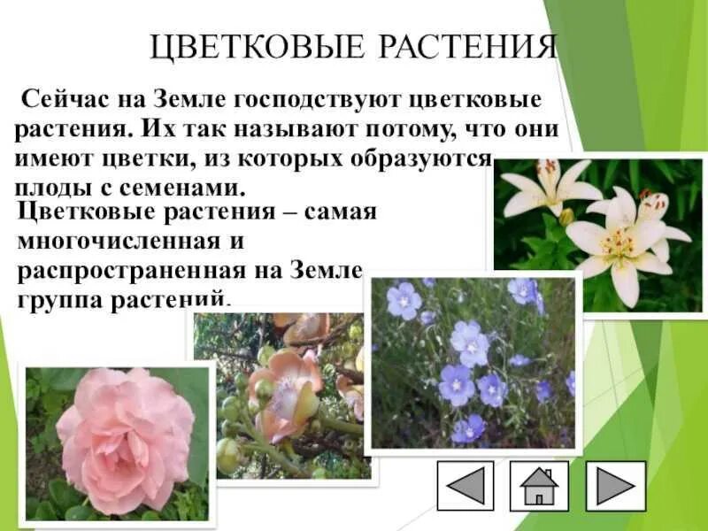 Сообщение о многообразии растений. Доклад про цветковых. сообщение о цветковых растениях. доклад о цветковых растениях. разнообразие растений цветковые растения.
