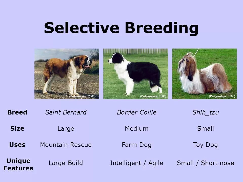 Selective breeding. Породы собак на английском языке. Породы собак на английском с переводом. Animal selective breeding. Как переводится пород