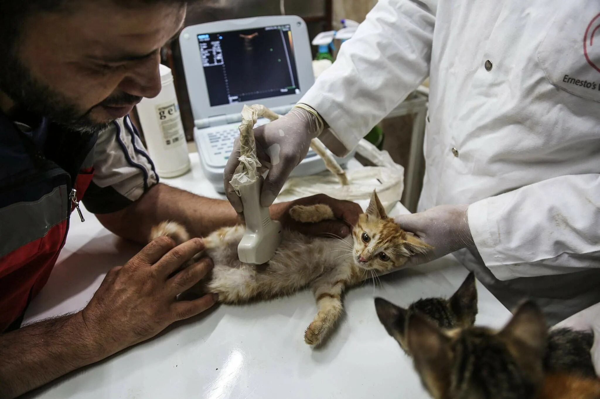 Помогли кошкам. Мохаммед Алаа Аль Джалил. Ветеринар осматривает кошку. Ветеринары спасают животных. Бездомные животные ветеринары.