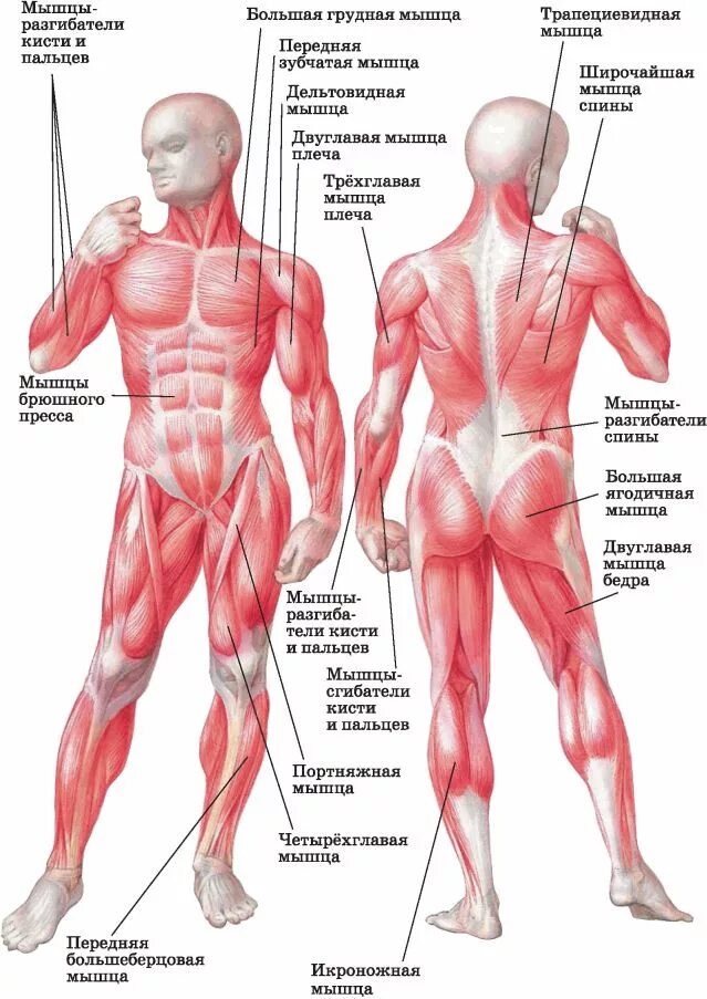 Класс мышцы. Строение мышц человека вид сбоку. Мышцы туловища и конечностей рис 29. Мышцы туловища и конечностей вид спереди. Мышцы туловища и конечностей 8 класс биология.