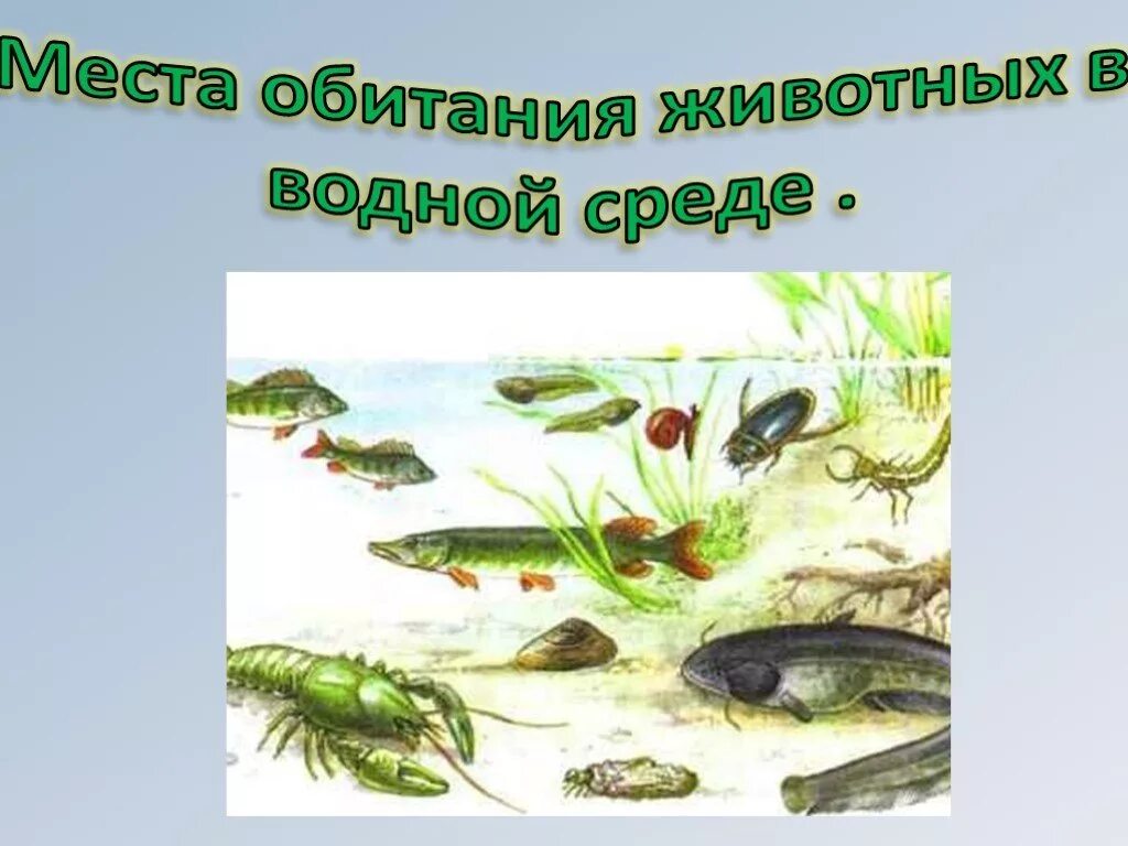 Организмы обитатели водной среды. Места обитания животных. Среды жизни животных водной. Обитатели среды обитания. Обитатели водной среды для детей.