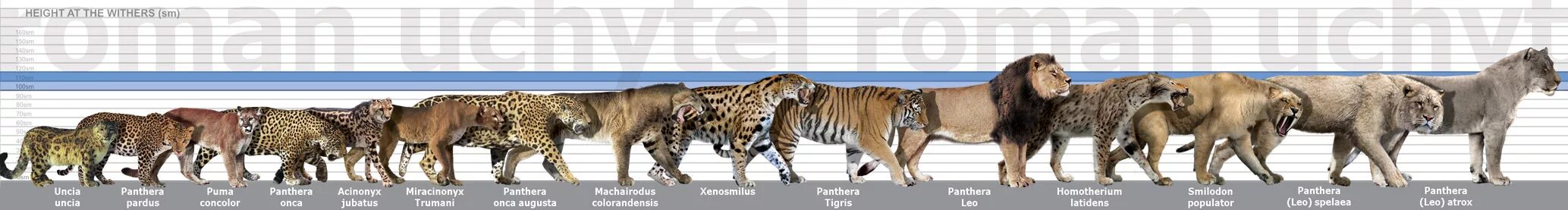 Саблезубый тигр Размеры. Сравнительные Размеры кошачьих. Рост Льва. Саблезубый тигр вес и рост.