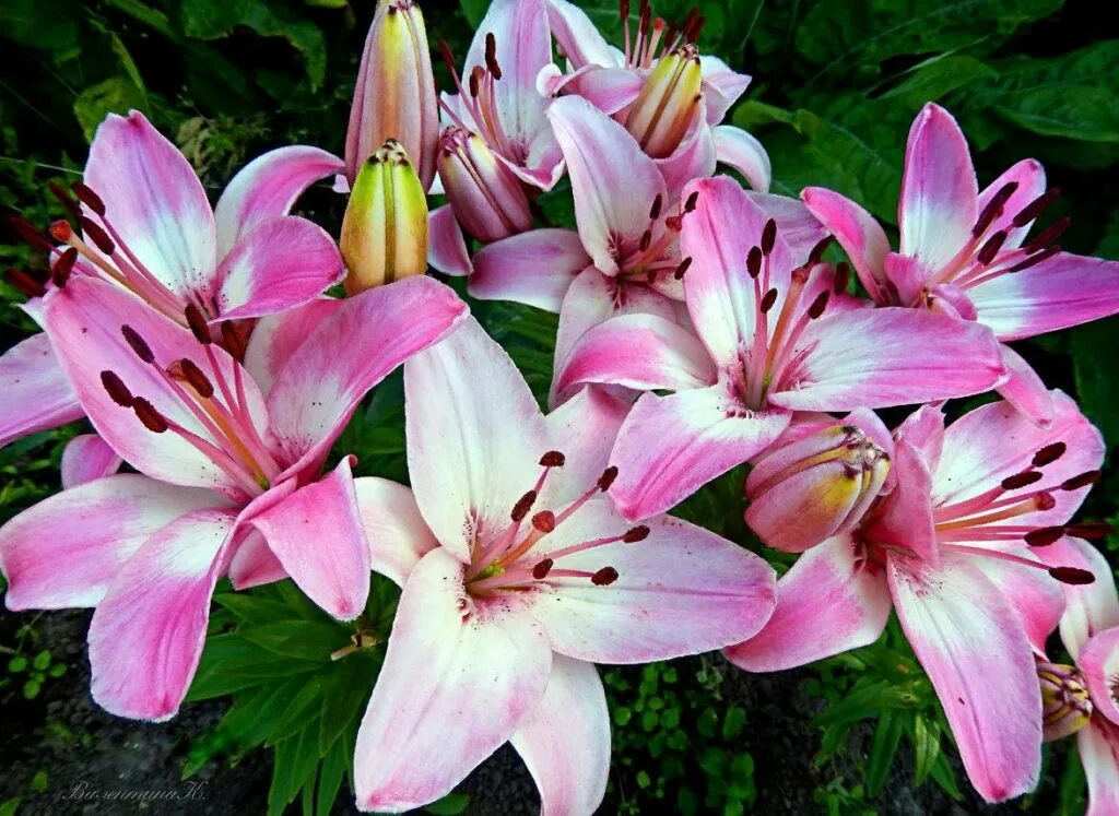 Шаровидная лилия марлен. Сорт лилии принс промис. Лилия сорт "ольга". Лилия многоцветковая сорта. Лилия хитачи.