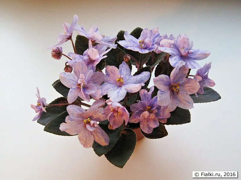 Фиалка рс андромеда. Фиалка андромеда. Фиалка андромеда. Сенполия ле марфа. Фиалка ариадна.