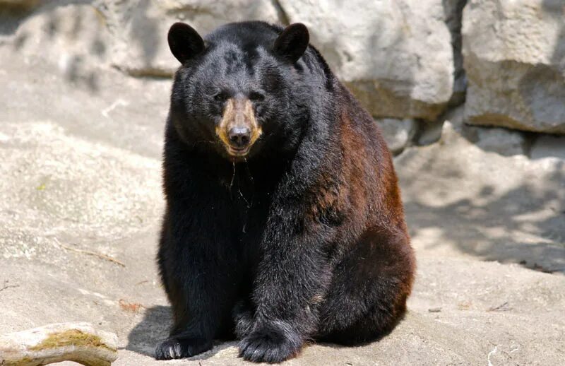 Американский медведь Барибал. Барибал Северной Америки. Барибал (Ursus americanus). Американский черный медведь Барибал.