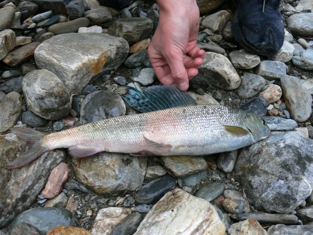 рыба хариус сибирский. таймень 100кг. сибирский таймень рыба. фото сибирских рыб. европейский хариус thymallus thymallus.