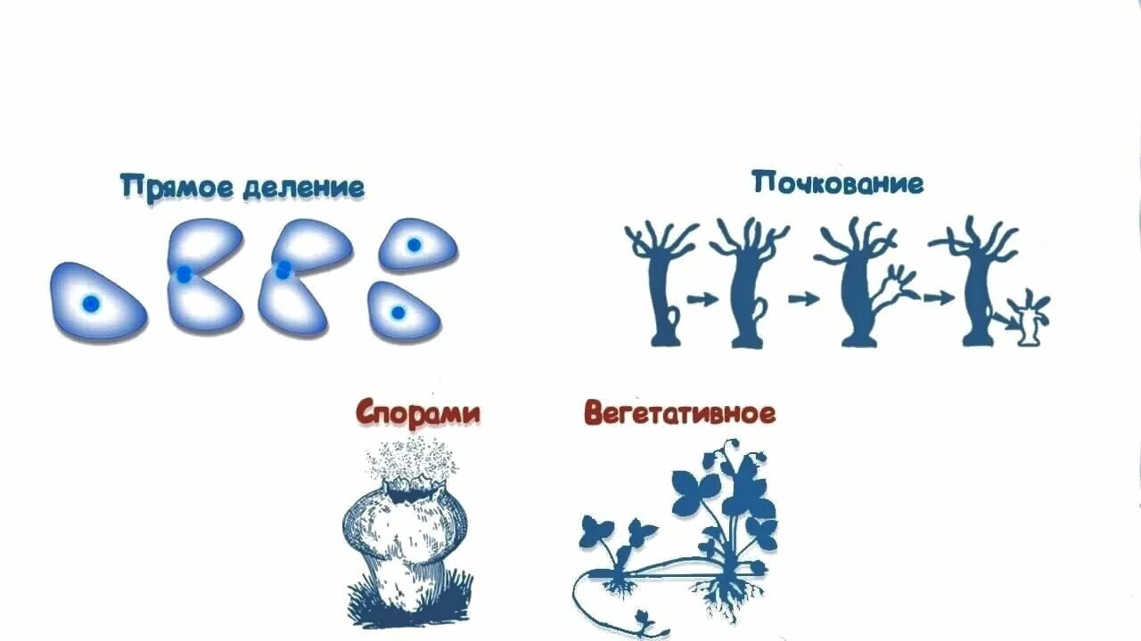 Формы бесполого размножения деление. Бесполое размножение деление спорообразование и вегетативное. Схема бесполого размножения деление. Схема процесса деления бесполого размножения. С помощью деления размножаются