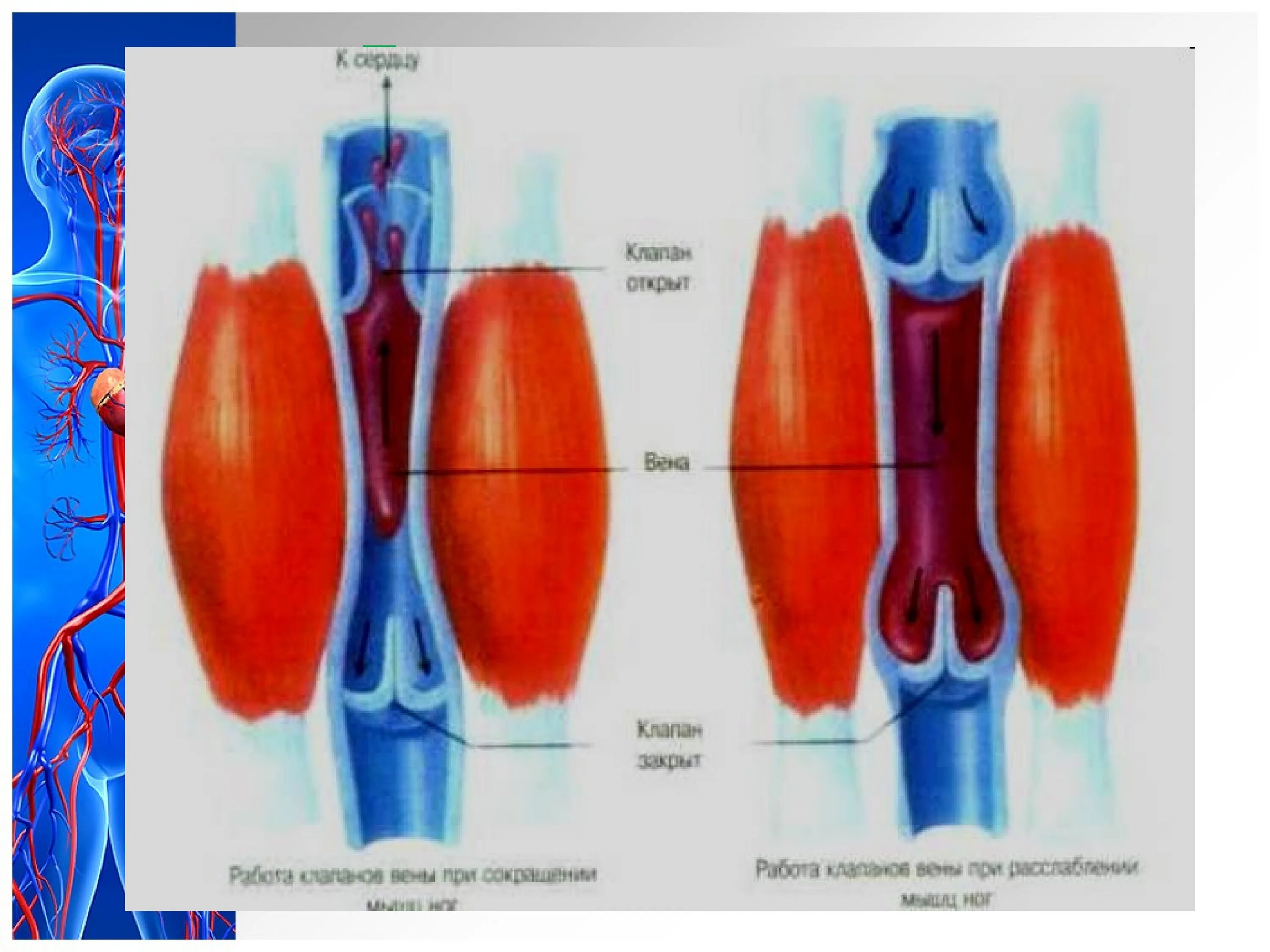Фабриций венозные клапаны. Строение клапанного аппарата вен. Клапаны в венах нижних конечностей. Клапанный аппарат венозных сосудов. Вены ног клапаны