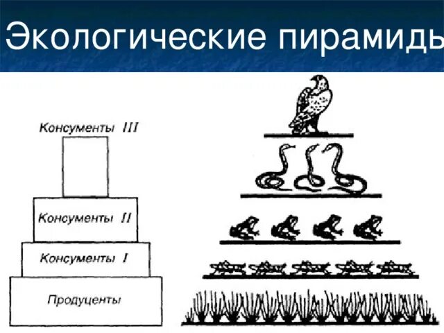 Консумент i уровня. Экологическая пирамида консументы продуценты. экологическая пирамида редуценты. трофический уровень экологической пирамиды. экологическая пирамида консументы редуценты.