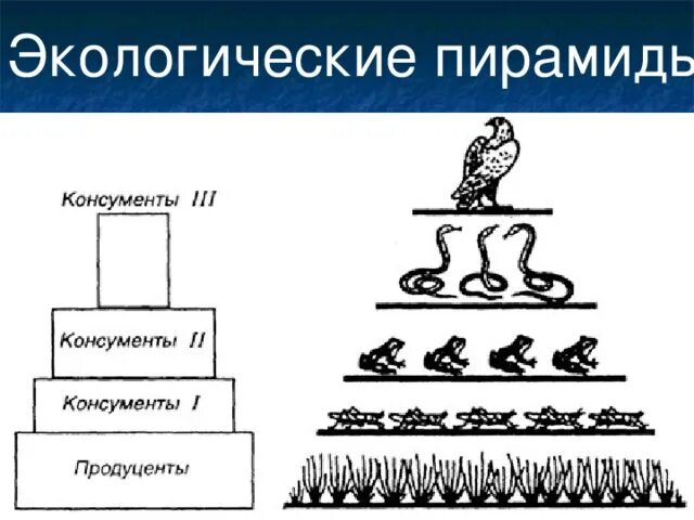 Экологическая пирамида консументы продуценты. Экологическая пирамида редуценты. Трофический уровень экологической пирамиды. Экологическая пирамида консументы редуценты. Экологическая пирамида рисунок