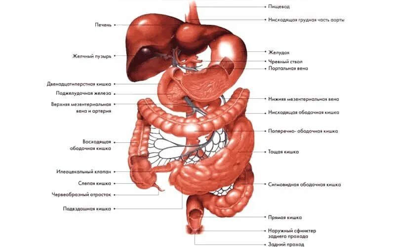 Строение желудочно-кишечный тракт человека анатомия. Строение желудочно-кишечного тракта человека схема. Строение желудка и кишечника. Пищеварительный тракт человека схема. Области жкт