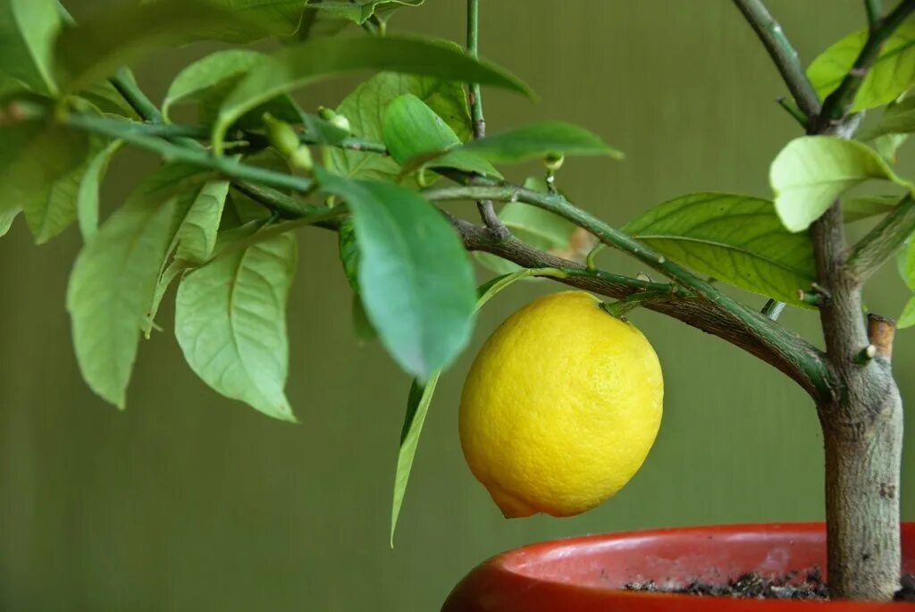Маленькое лимонное дерево. Цитрус (комнатное растение) лимон Мейера. Цитрус лимон дерево. Цитрус (Citrus) – лимон дерево. Lemon Tree (лимонное дерево).