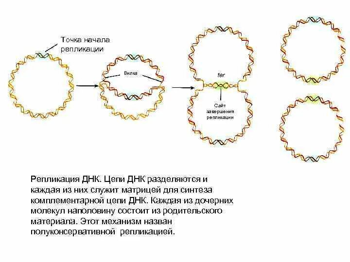 Кольцевая днк характерна для. Репликация ДНК У бактерий микробиология. Тета репликация бактерий. Репликация кольцевой ДНК. Сигма репликация бактерий.