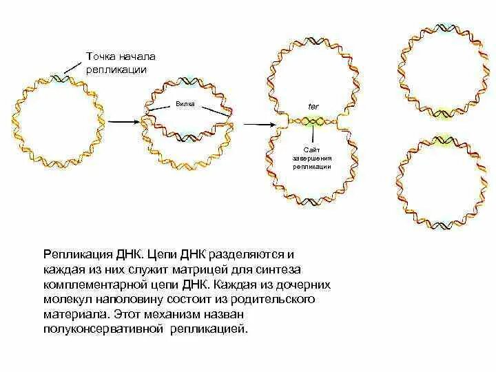 Форма днк бактерий. Репликация ДНК У бактерий микробиология. Тета репликация бактерий. Репликация кольцевой ДНК. Сигма репликация бактерий.