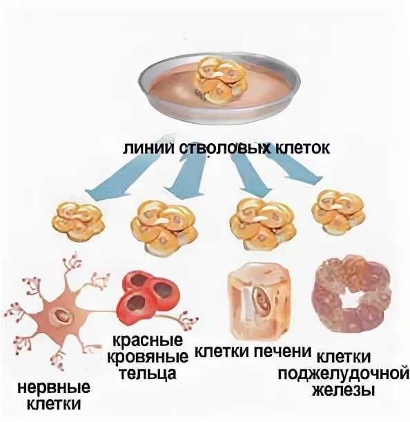 Стволовые клетки печени. Источники стволовых клеток. Источники стволовых клеток человека. Источники стволовых кроветворных клеток. Деление стволовых клеток