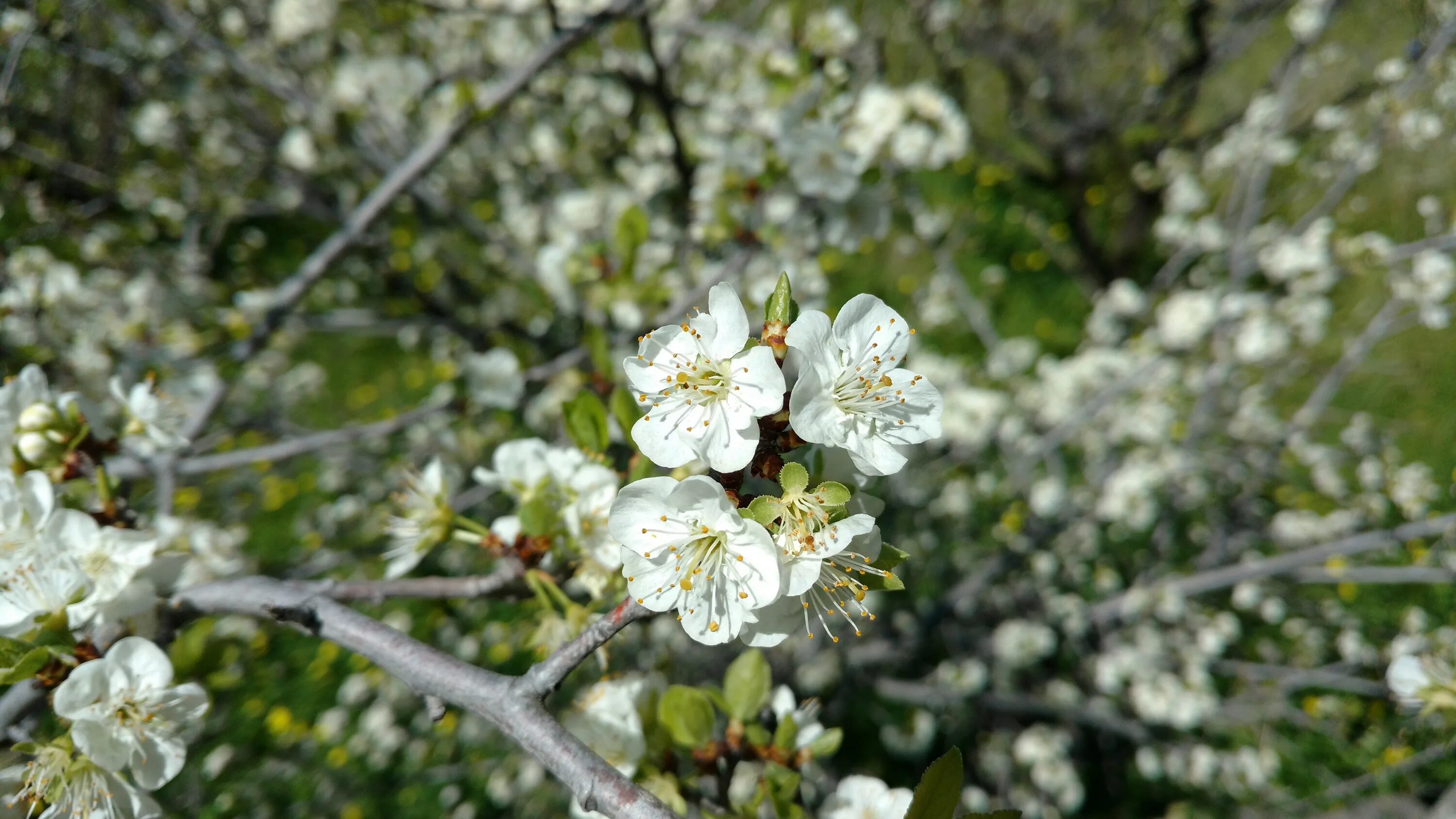 Prunus перевод. Вишня Птичья (Cerasus avium (l.) Moench). Cerasus pumila Botanic. Cerasus japonica.