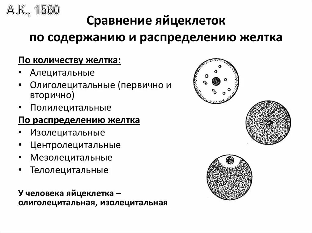 Представители каких классов позвоночных животных крупные яйцеклетки. Первичная изолецитальная яйцеклетка. Первичные олиголецитальные яйцеклетки. Первичная и вторичная изолецитальная яйцеклетка. Изолецитальный Тип яйцеклетки.