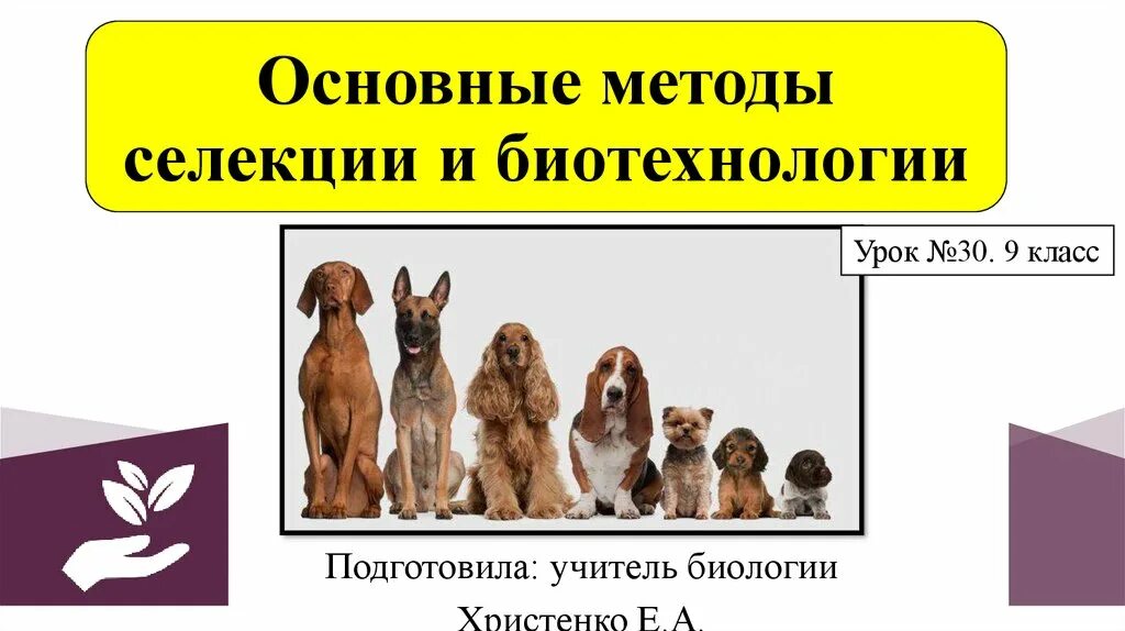 Использование методов биотехнологии в селекции. Основные методы селекции. методы селекции и биотехнологии. основные методы селекции и биотехнологии. селекция и биотехнология.