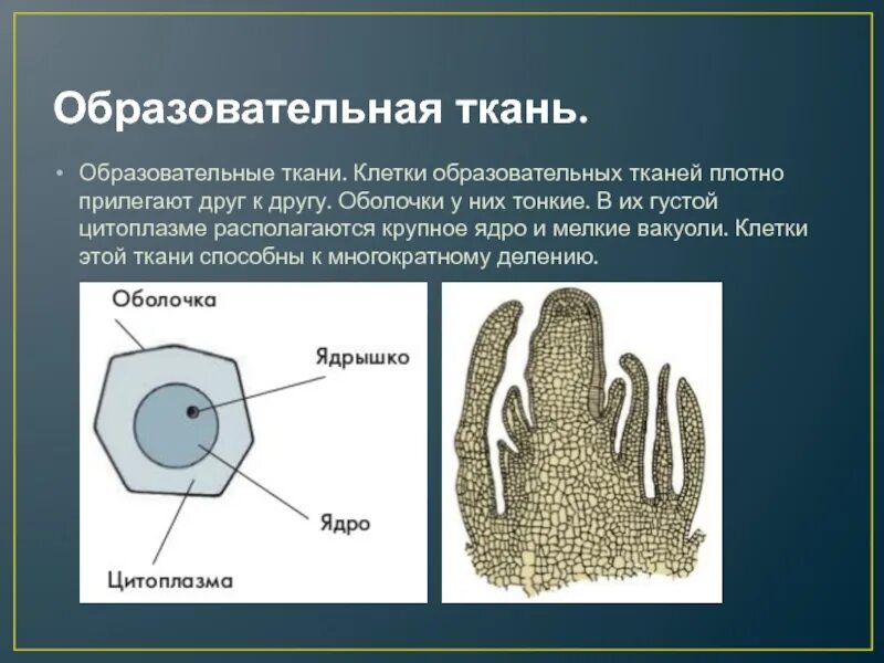 Клетки плотно прилегают друг к другу какая. Строение клеток образовательной ткани у растений. строение клетки образовательной ткани. образовательная ткань растительной клетки. образовательная ткань ткань.