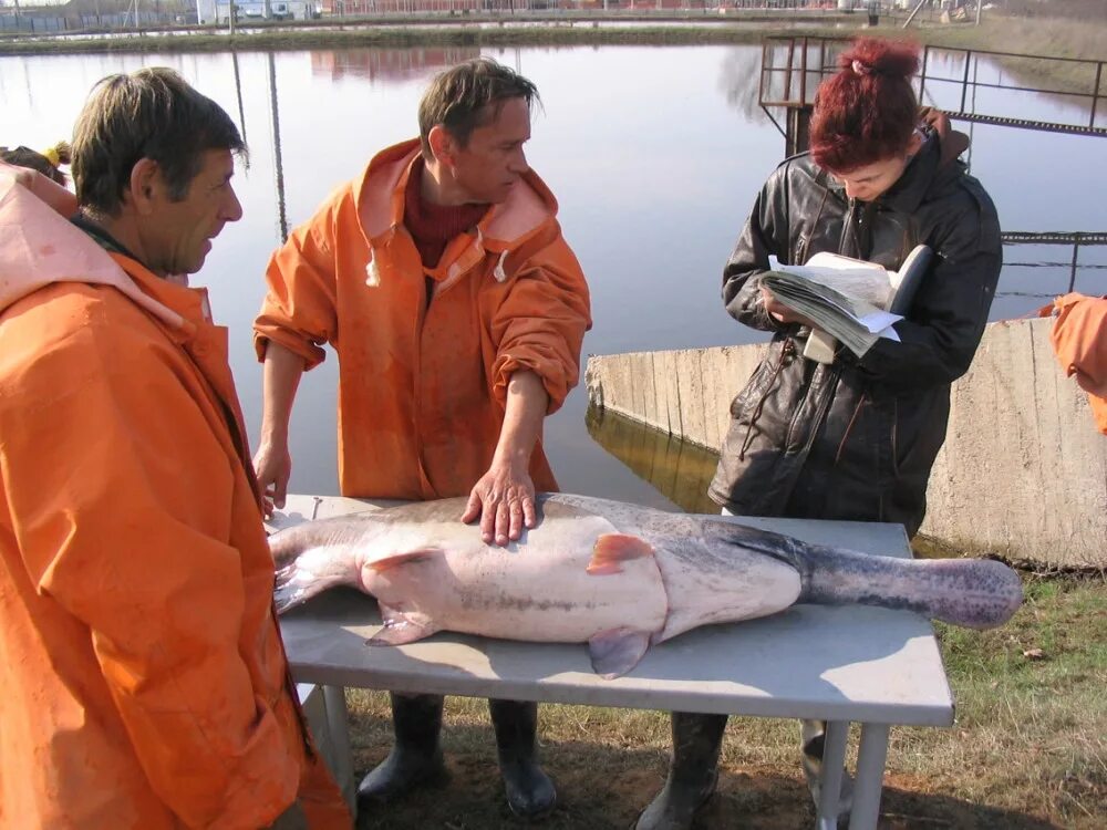 исчезновение осетровых в каспийском море